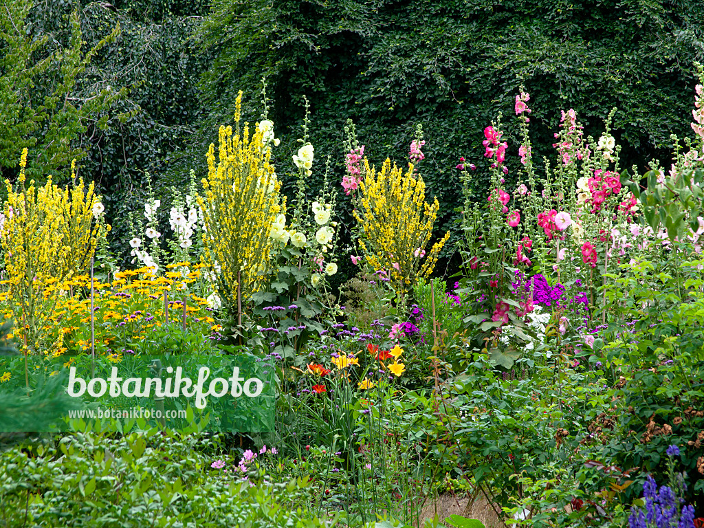 462166 - Königskerzen (Verbascum) und Stockrosen (Alcea rosea)