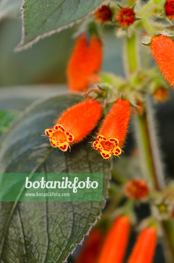 523071 - Kohleria ocellata