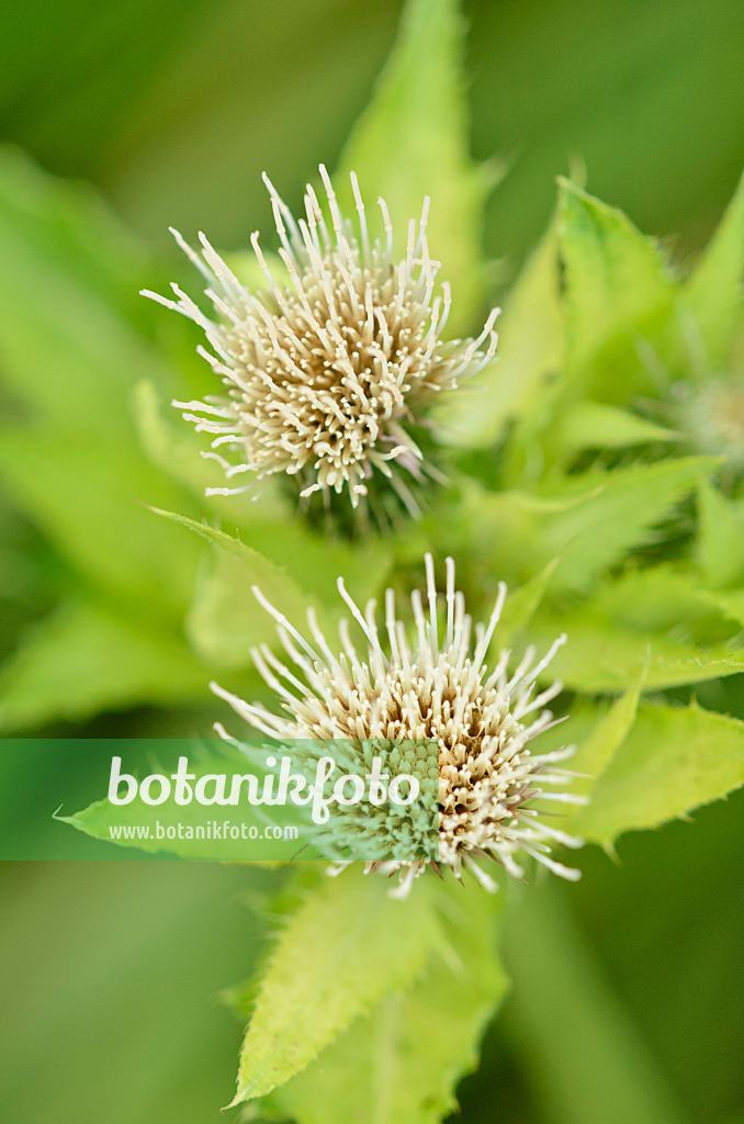 536154 - Kohlkratzdistel (Cirsium oleraceum)