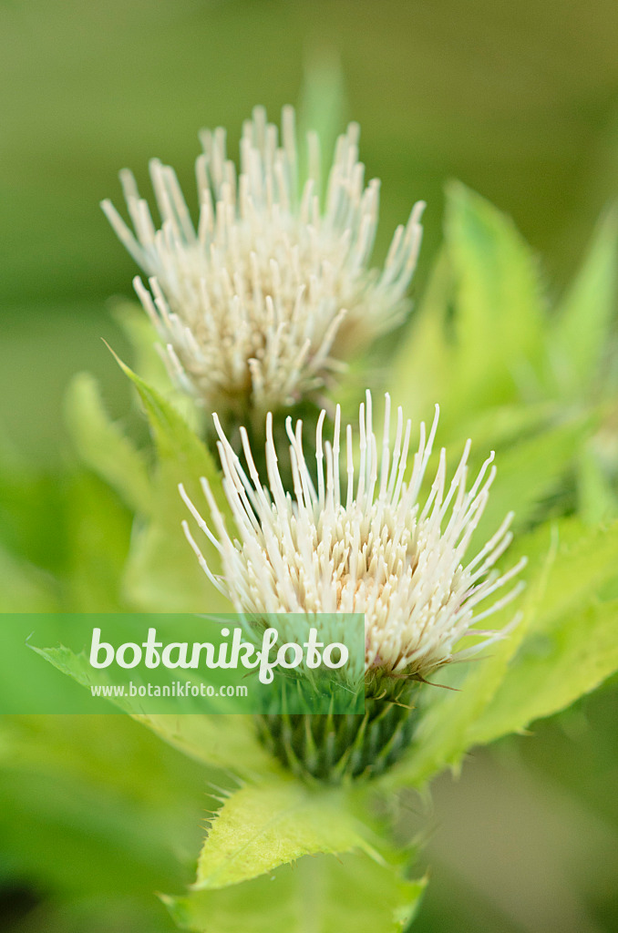 536155 - Kohlkratzdistel (Cirsium oleraceum)