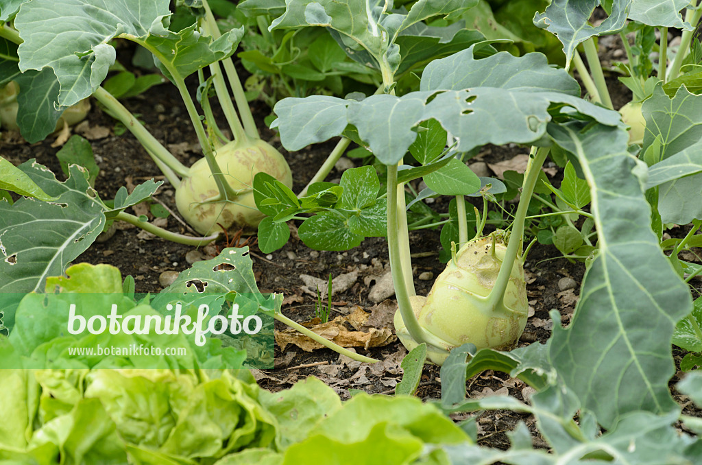 496392 - Kohlrabi (Brassica oleracea var. gongyloides)