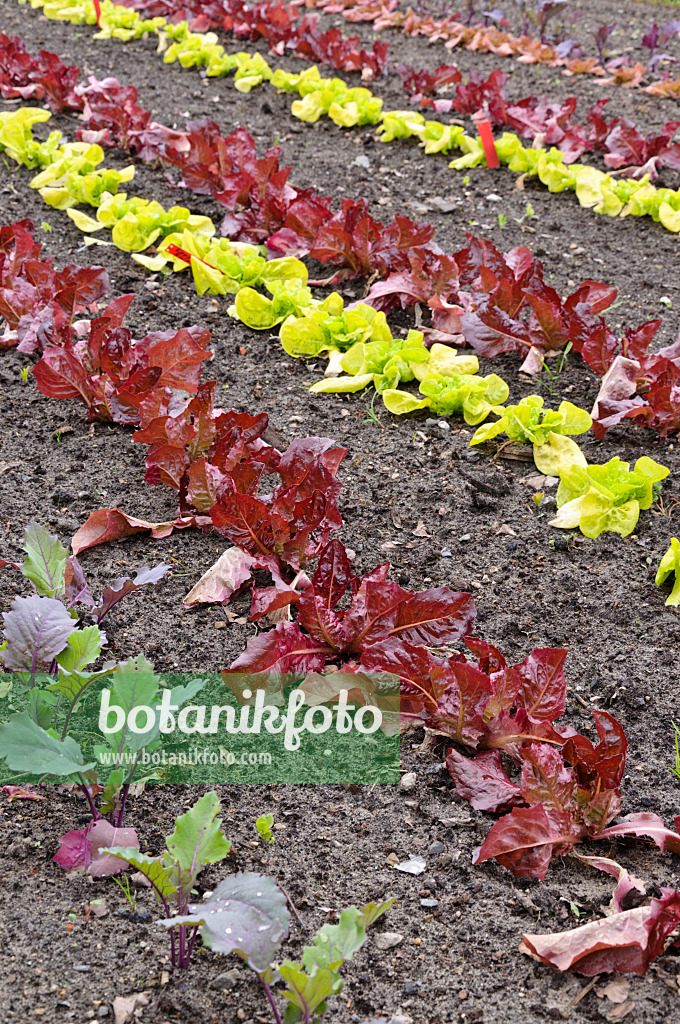 484112 - Kohlrabi (Brassica oleracea var. gongyloides) und Kopfsalat (Lactuca sativa var. capitata)