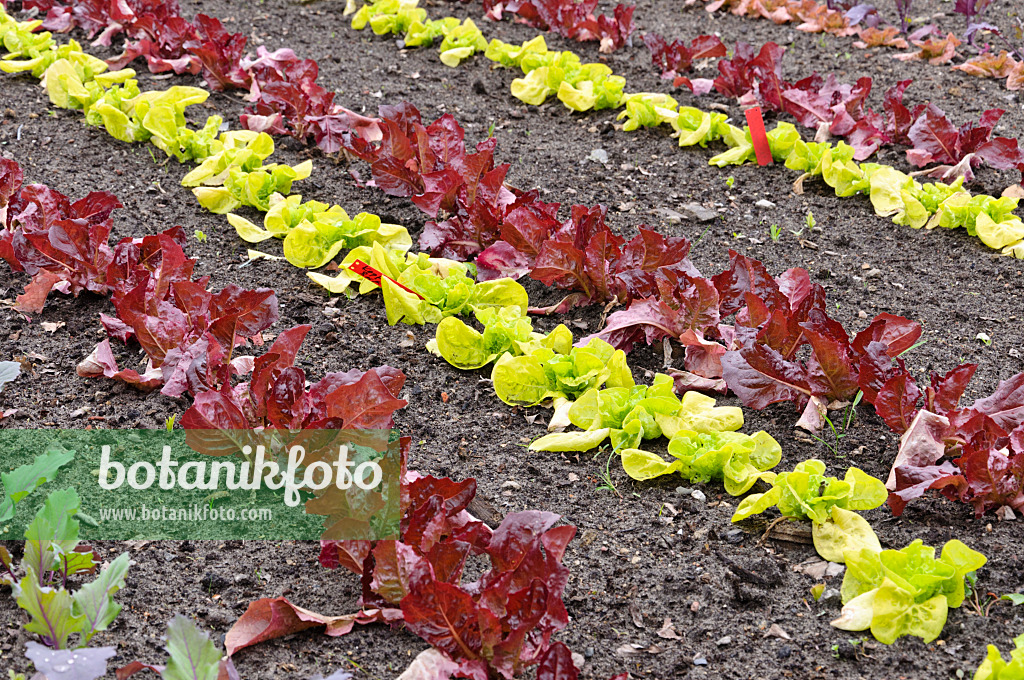 484113 - Kohlrabi (Brassica oleracea var. gongyloides) und Kopfsalat (Lactuca sativa var. capitata)