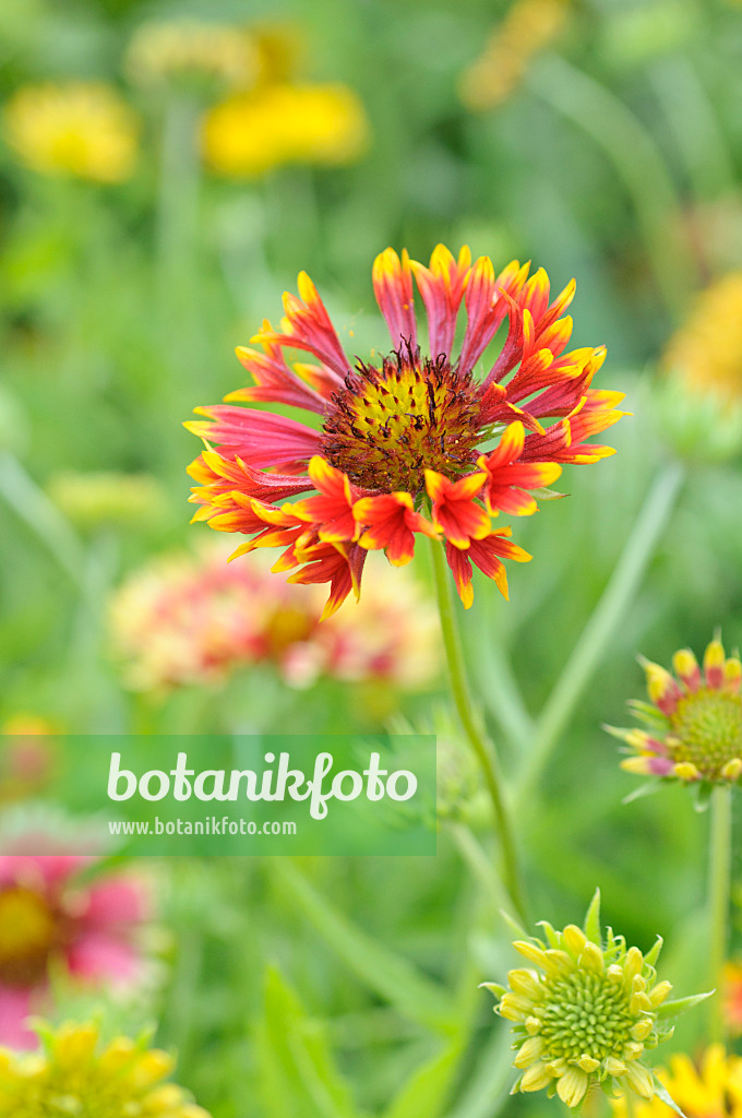 487088 - Kokardenblume (Gaillardia)