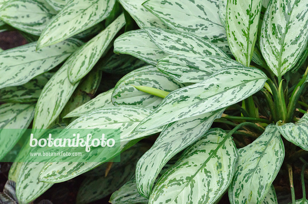 466108 - Kolbenfaden (Aglaonema commutatum 'Parrot Jungle')