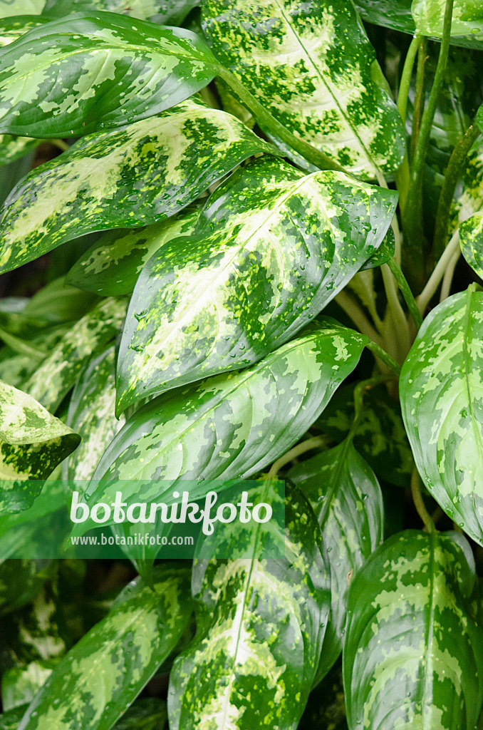 553087 - Kolbenfaden (Aglaonema modestum 'Variegatum')