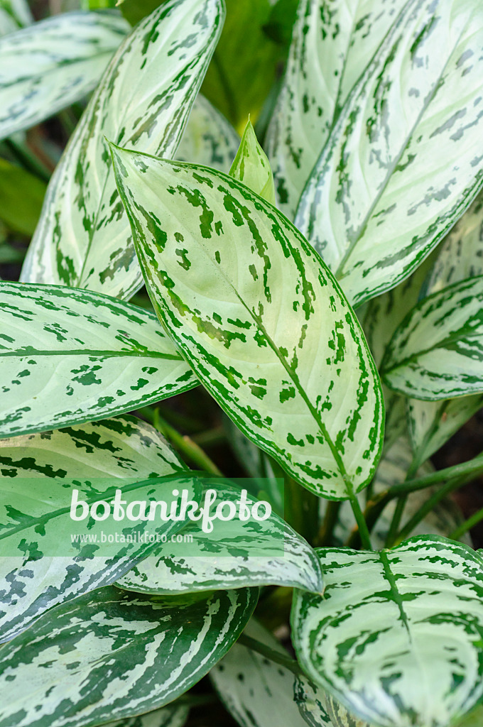 492001 - Kolbenfaden (Aglaonema nitidum 'Silver King')