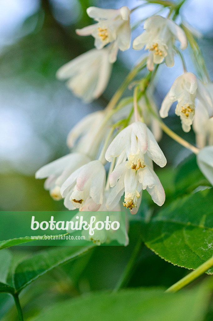 472009 - Kolchische Pimpernuss (Staphylea colchica)