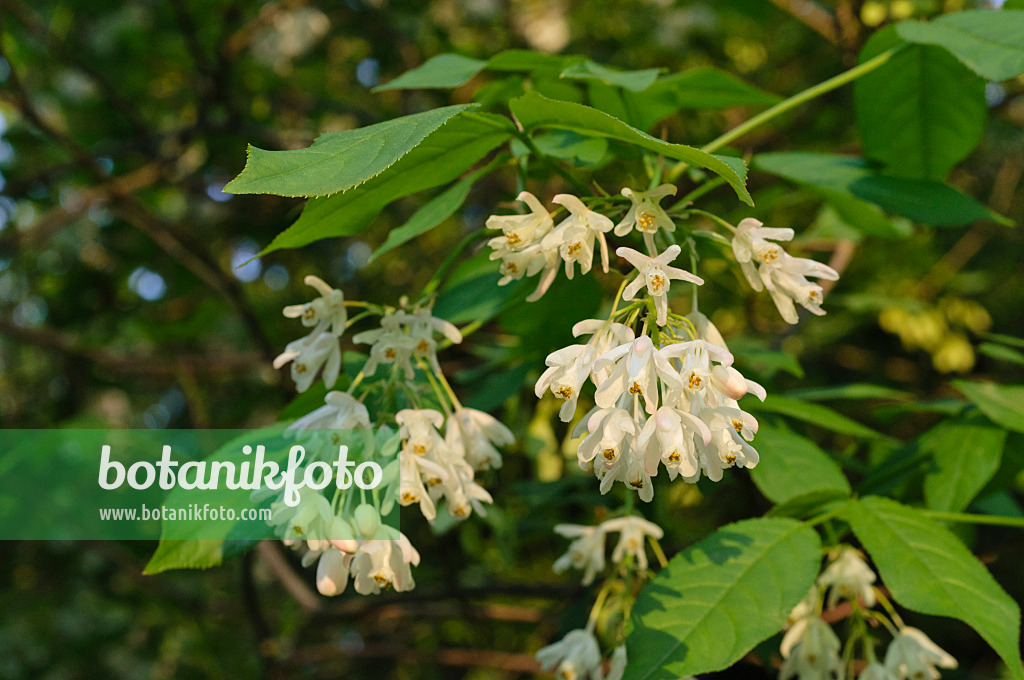 472010 - Kolchische Pimpernuss (Staphylea colchica)