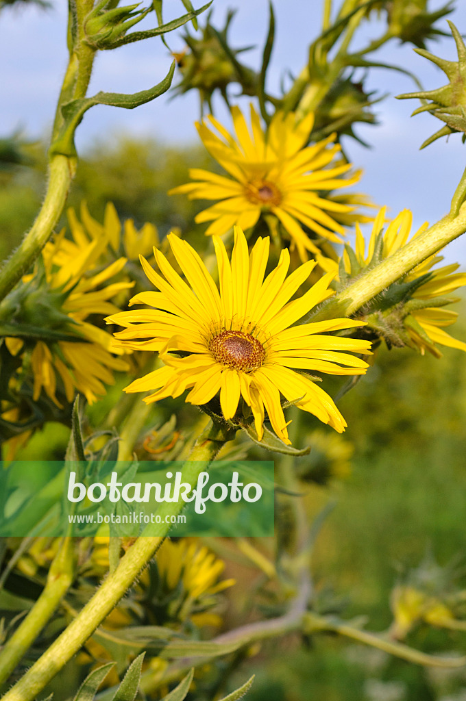 487006 - Kompasspflanze (Silphium laciniatum)