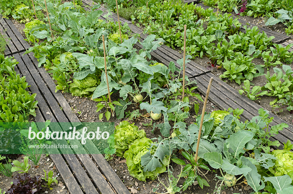 496390 - Kopfsalat (Lactuca sativa var. capitata) und Kohlrabi (Brassica oleracea var. gongyloides)