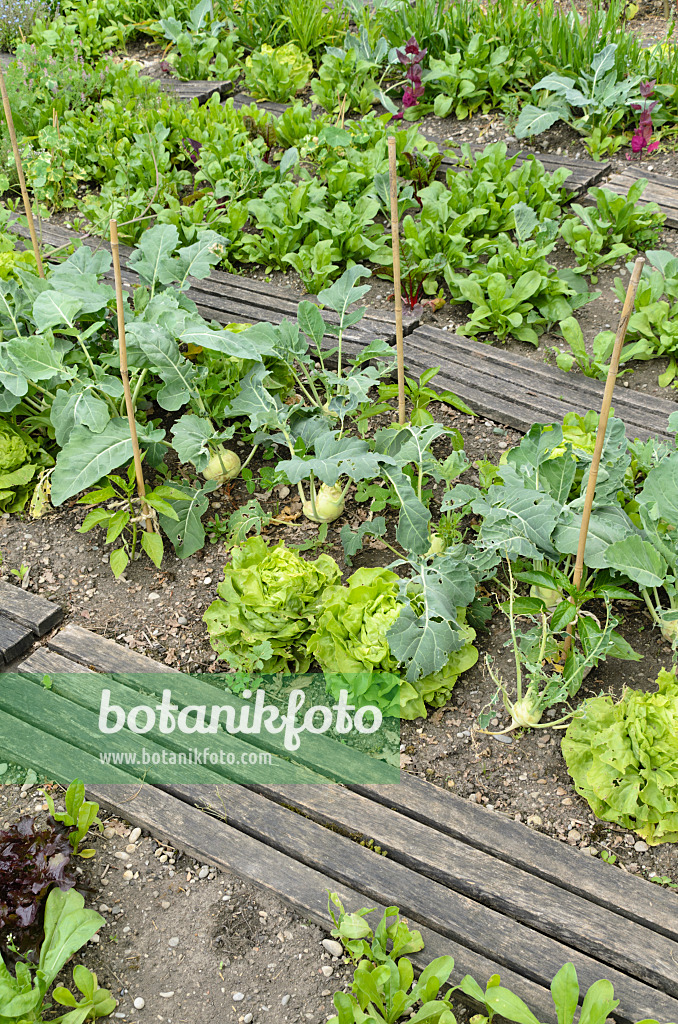 496391 - Kopfsalat (Lactuca sativa var. capitata) und Kohlrabi (Brassica oleracea var. gongyloides)