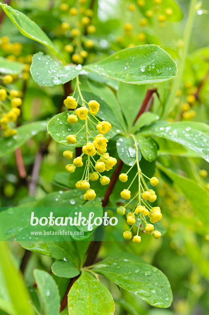 508067 - Koreanische Berberitze (Berberis koreana)