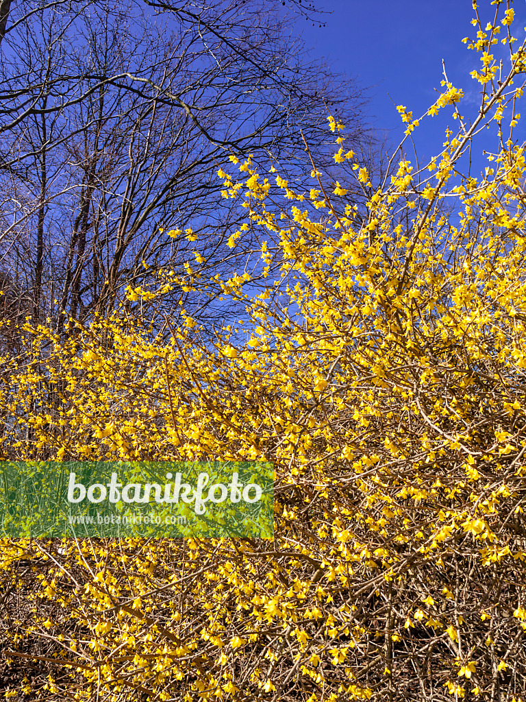 447012 - Koreanische Forsythie (Forsythia ovata)