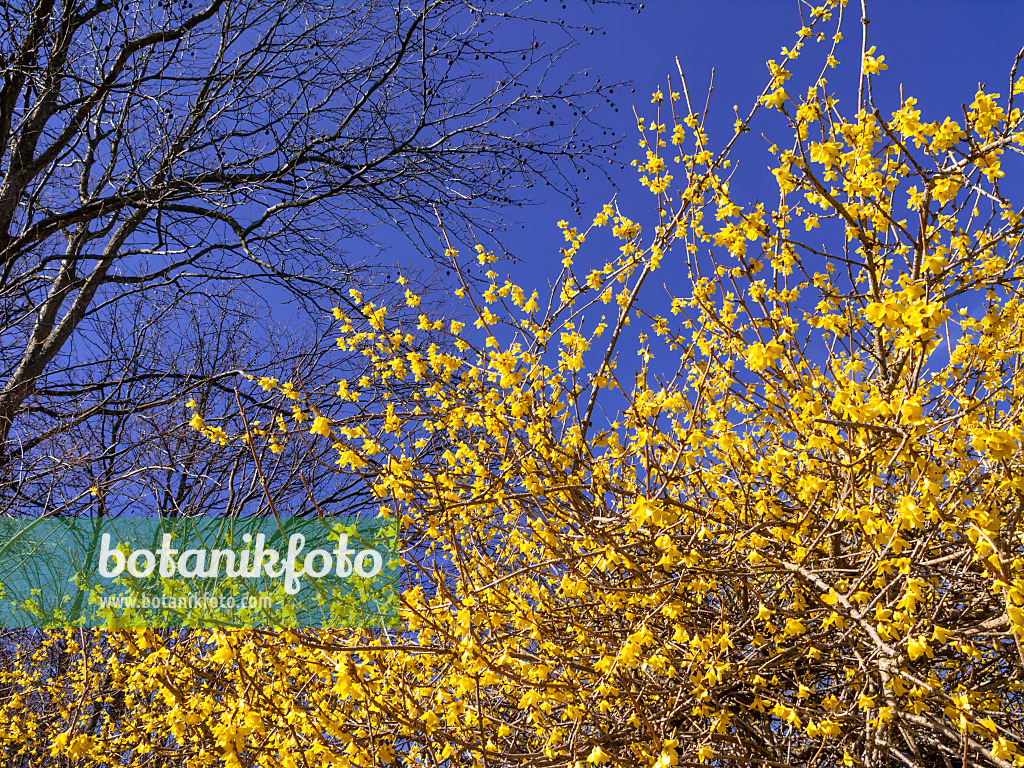 447013 - Koreanische Forsythie (Forsythia ovata)