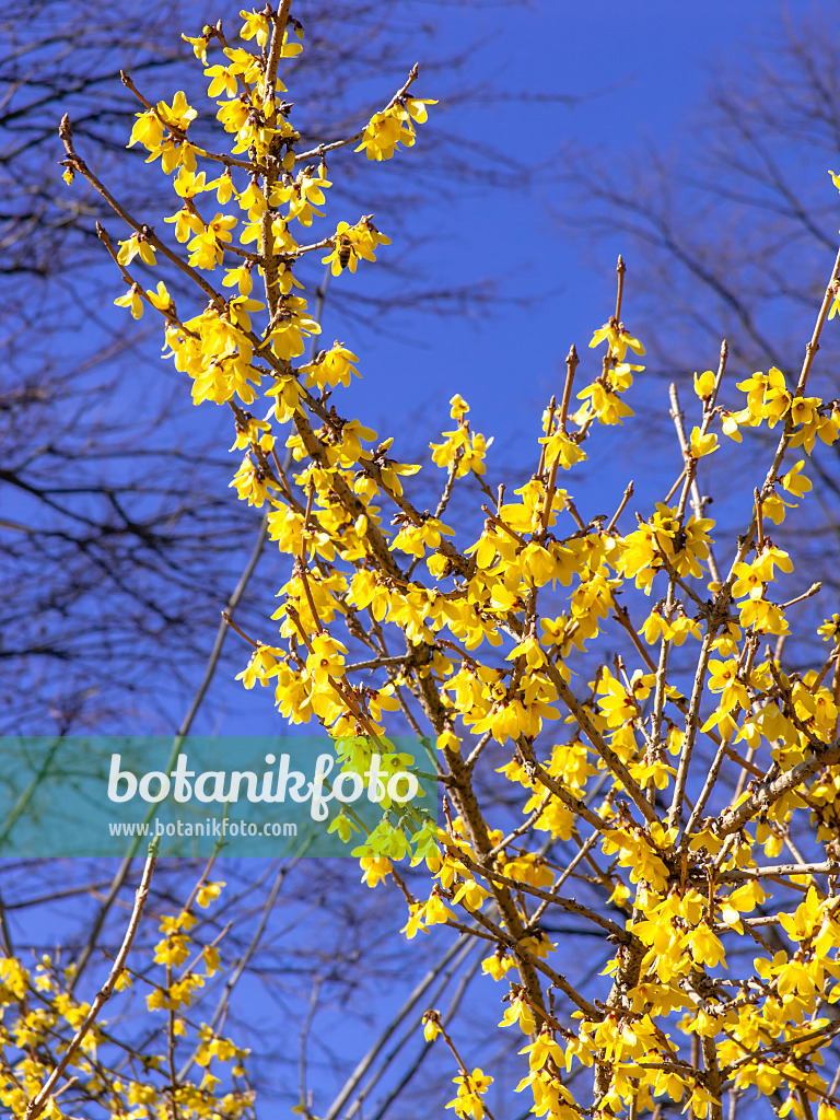 447014 - Koreanische Forsythie (Forsythia ovata)