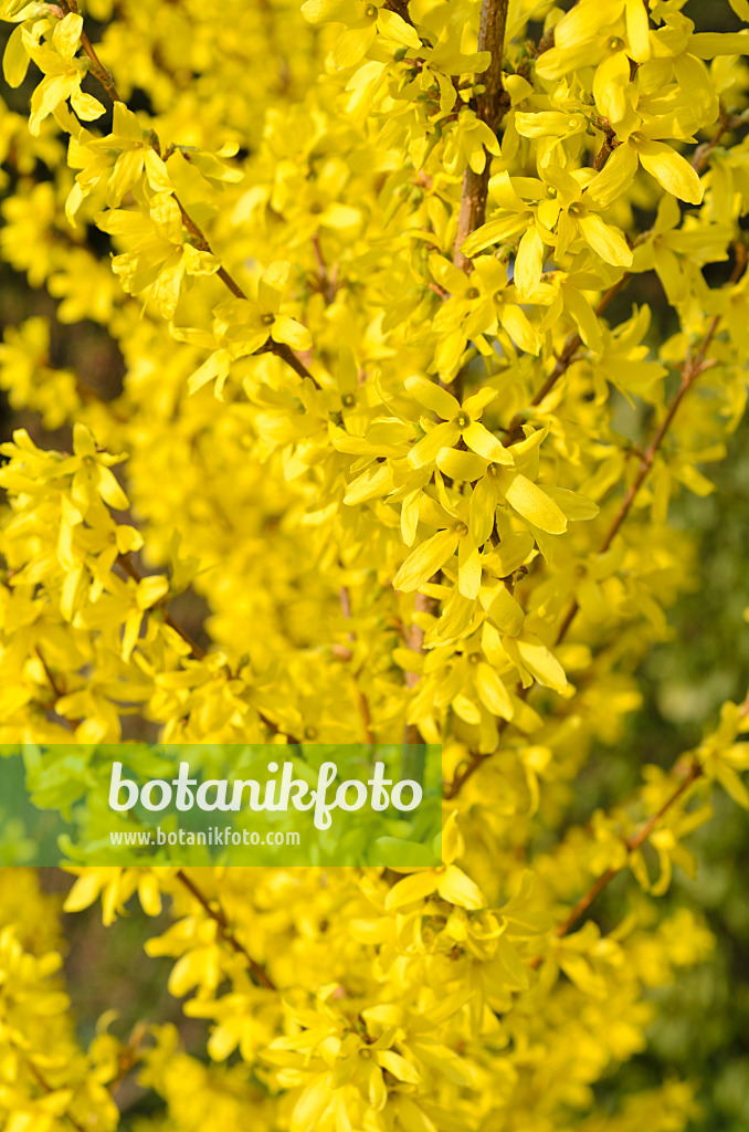 495015 - Koreanische Forsythie (Forsythia ovata 'Dresdner Vorfrühling')