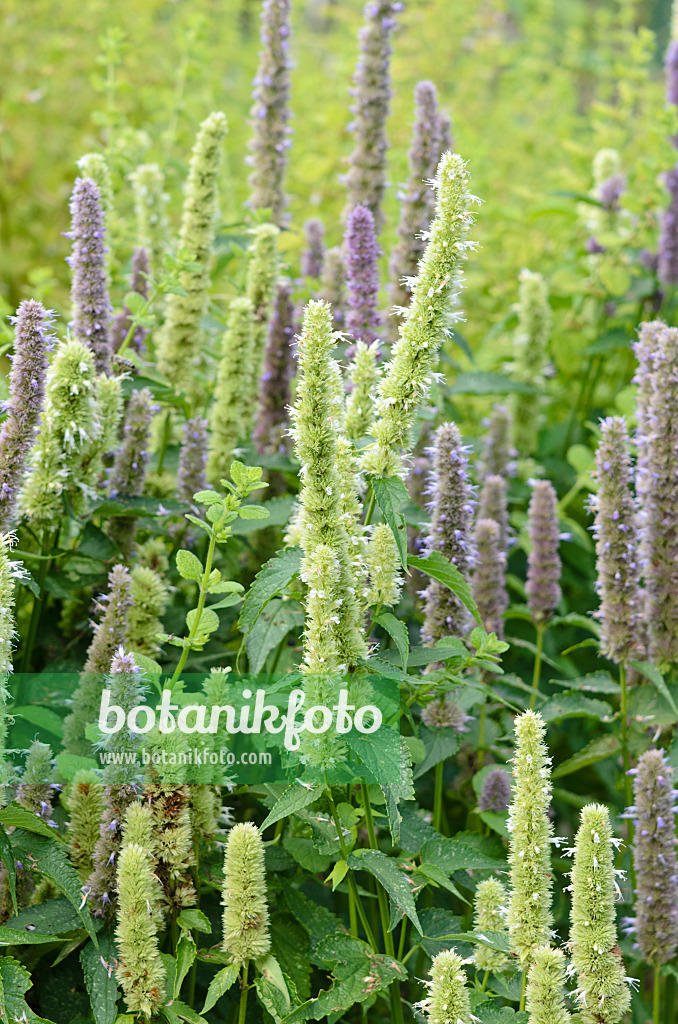 535052 - Koreanische Minze (Agastache rugosa 'Alba')