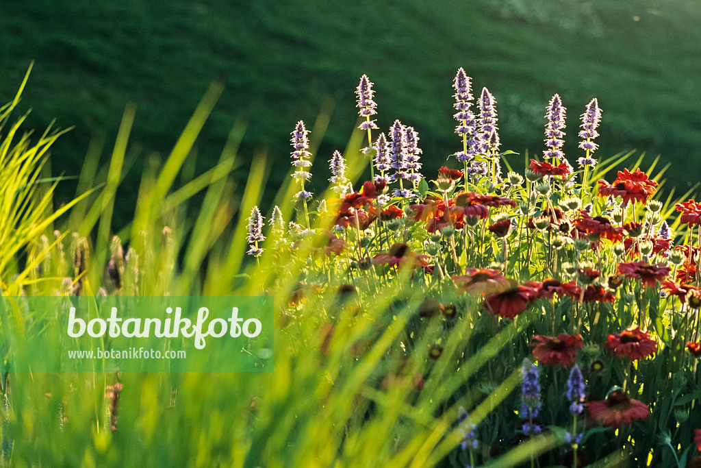 380037 - Koreanische Minze (Agastache rugosa 'Blue Fortune') und Kokardenblume (Gaillardia)