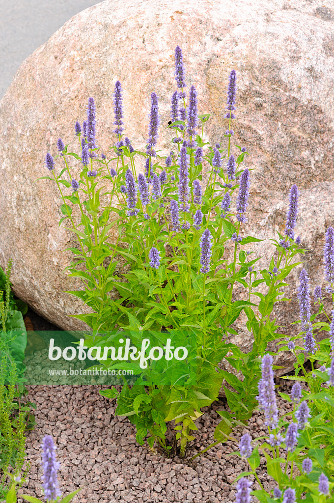 474170 - Koreanische Minze (Agastache rugosa 'Blue Fortune')