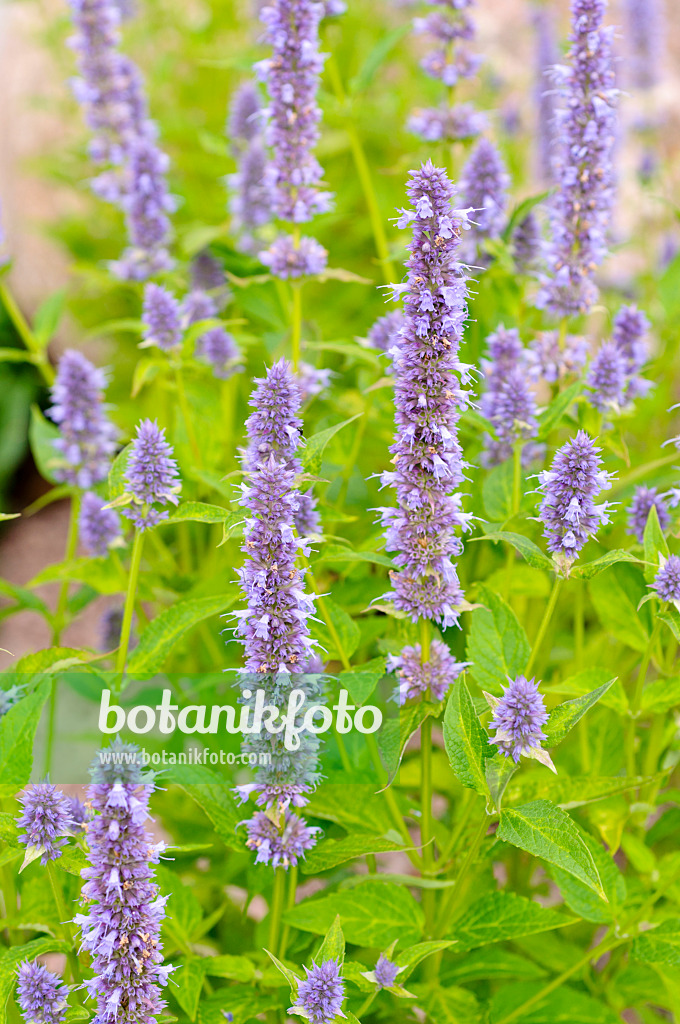 474171 - Koreanische Minze (Agastache rugosa 'Blue Fortune')