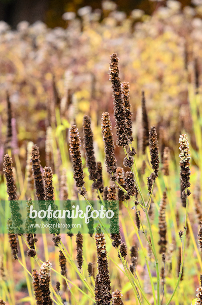 525199 - Koreanische Minze (Agastache rugosa 'Blue Fortune')