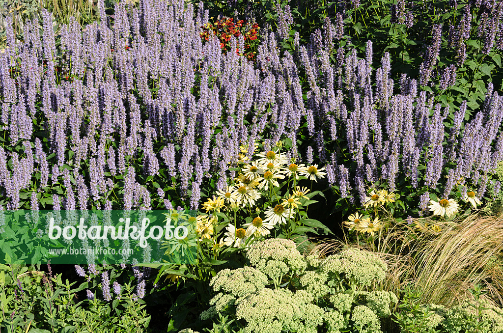 535154 - Koreanische Minze (Agastache rugosa 'Blue Fortune') und Sonnenhut (Echinacea purpurea 'Alba')