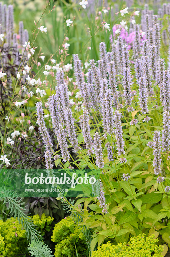 547028 - Koreanische Minze (Agastache rugosa 'Blue Fortune')