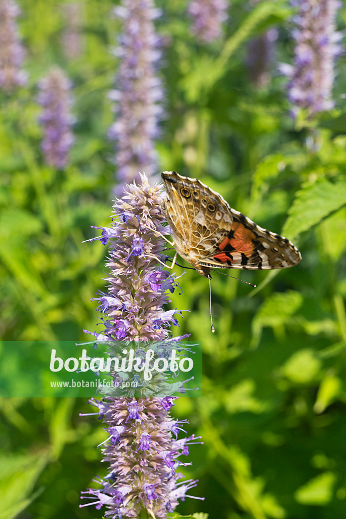 608114 - Koreanische Minze (Agastache rugosa) und Distelfalter (Vanessa cardui)