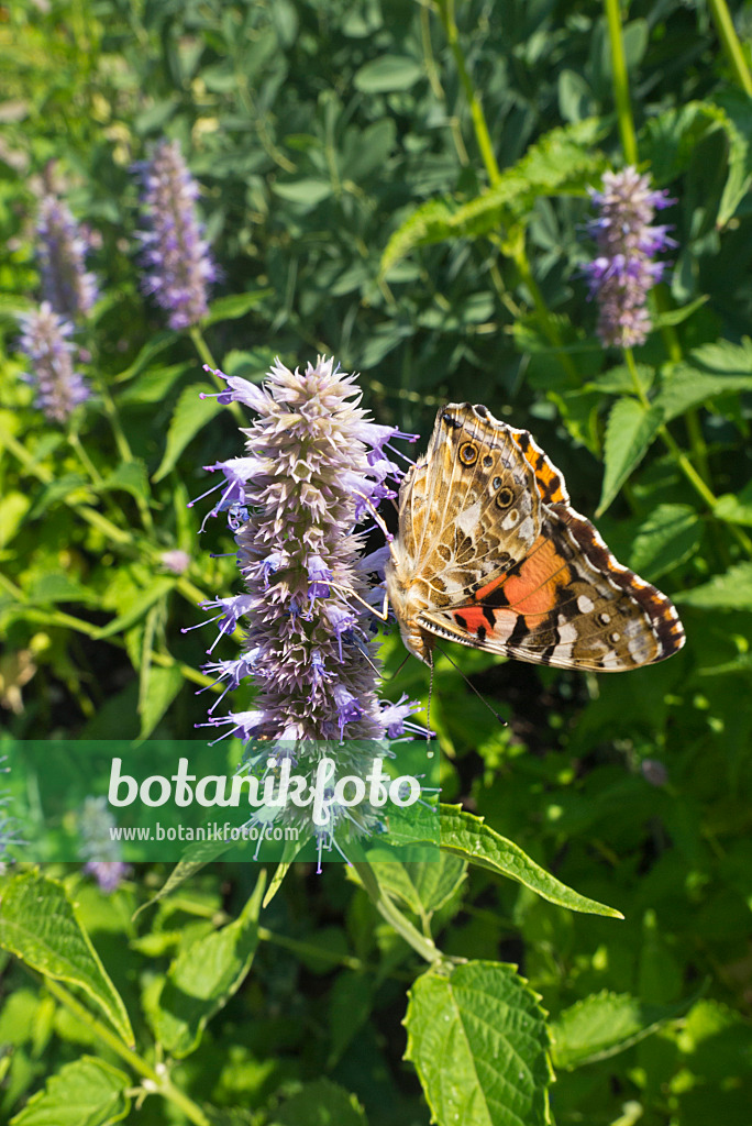 608115 - Koreanische Minze (Agastache rugosa) und Distelfalter (Vanessa cardui)