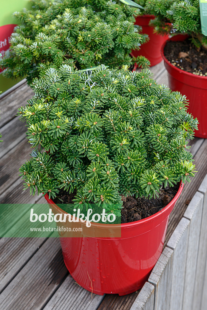 575001 - Koreanische Tanne (Abies koreana 'Brillant')