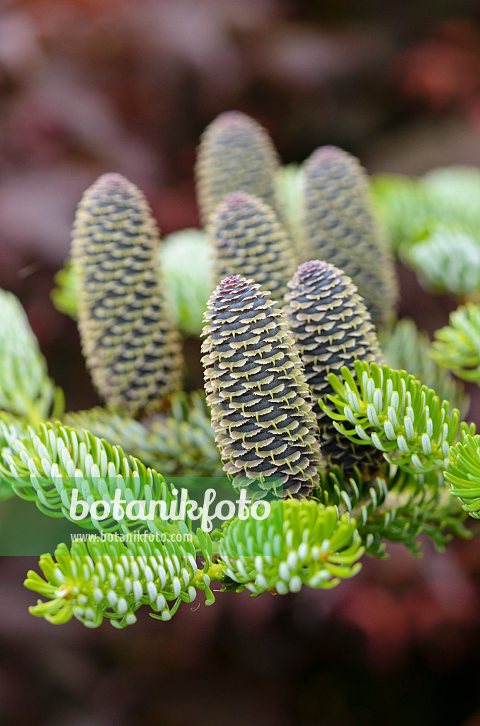 533532 - Koreanische Tanne (Abies koreana 'Silberlocke')