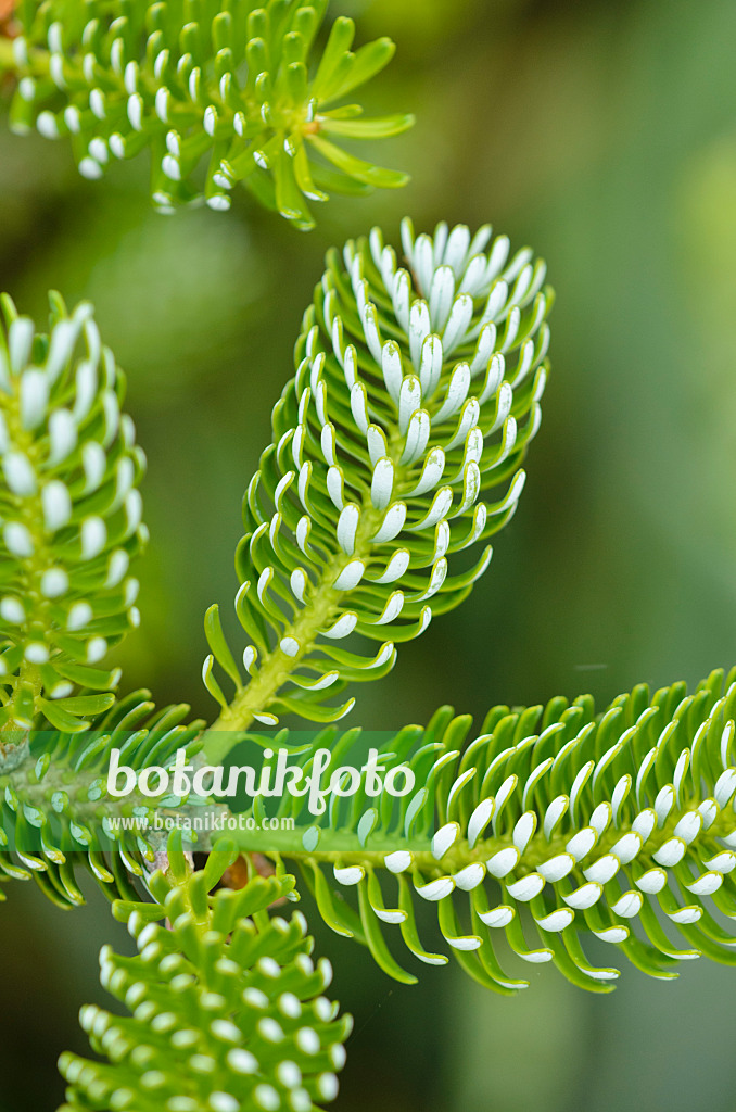 533533 - Koreanische Tanne (Abies koreana 'Silberlocke')