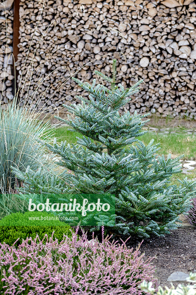 593003 - Koreanische Tanne (Abies koreana 'Silberlocke')