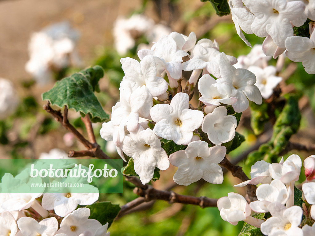 437198 - Koreanischer Schneeball (Viburnum carlesii)