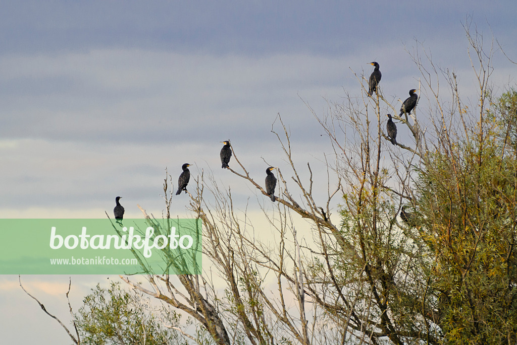 524216 - Kormorane (Phalacrocorax carbo) auf einem abgestorbenen Baum, Nationalpark Unteres Odertal, Deutschland