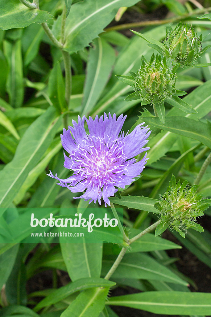 559030 - Kornblumenaster (Stokesia laevis)