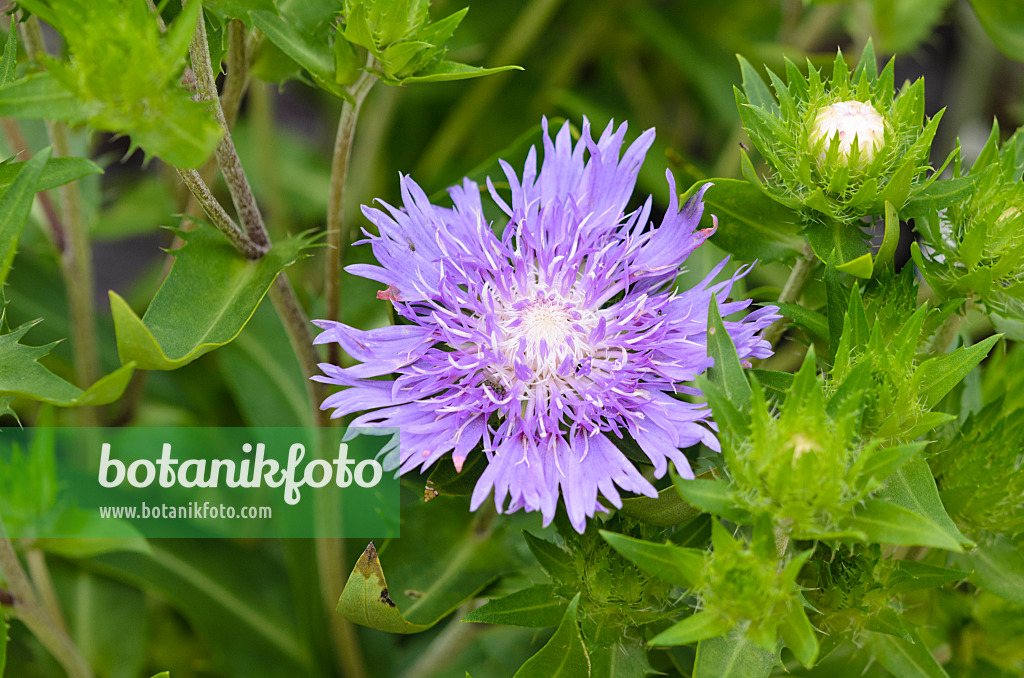 523126 - Kornblumenaster (Stokesia laevis 'Purple Parasol')