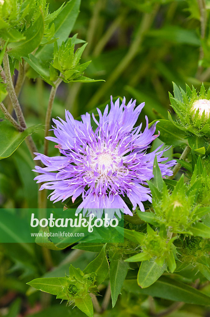 523127 - Kornblumenaster (Stokesia laevis 'Purple Parasol')