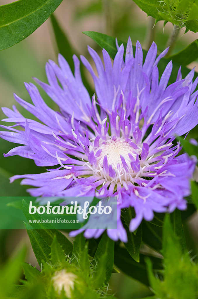 523129 - Kornblumenaster (Stokesia laevis 'Purple Parasol')