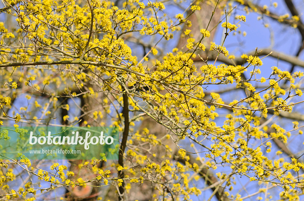 542021 - Kornelkirsche (Cornus mas)