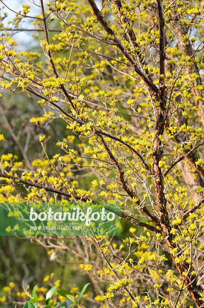 553060 - Kornelkirsche (Cornus mas)