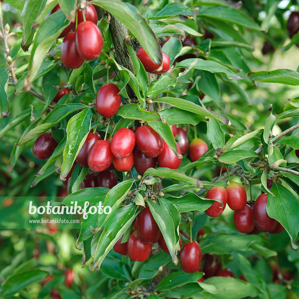 535340 - Kornelkirsche (Cornus mas 'Jolico')