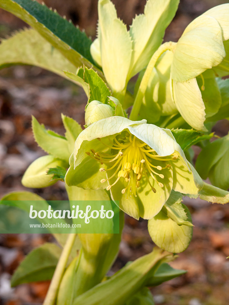 446030 - Korsische Nieswurz (Helleborus argutifolius)