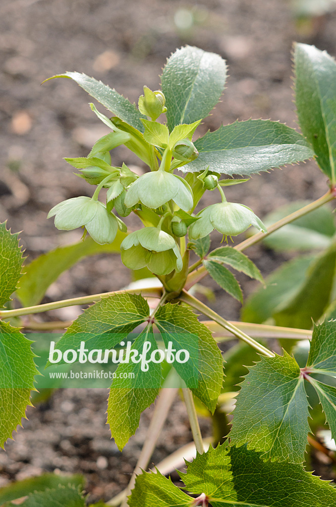 519042 - Korsische Nieswurz (Helleborus argutifolius)