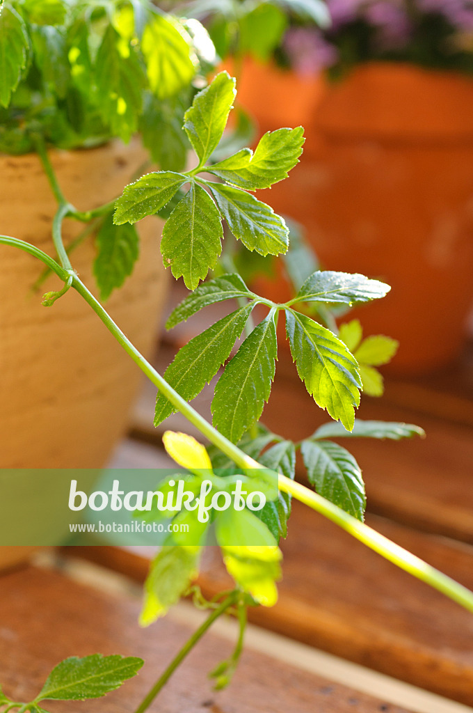 484225 - Kraut der Unsterblichkeit (Gynostemma pentaphyllum)