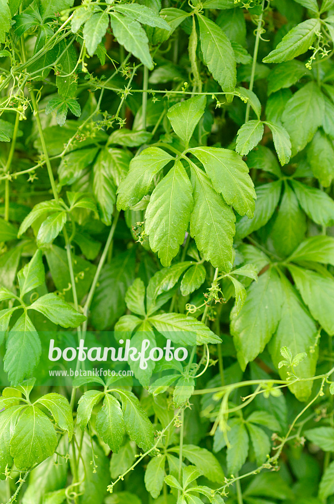 486157 - Kraut der Unsterblichkeit (Gynostemma pentaphyllum)