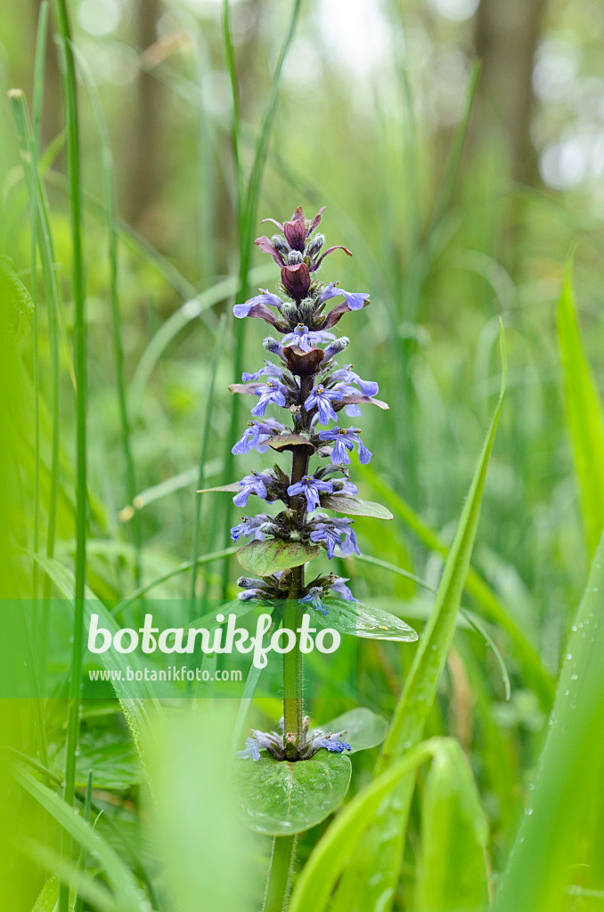 508038 - Kriechender Günsel (Ajuga reptans)