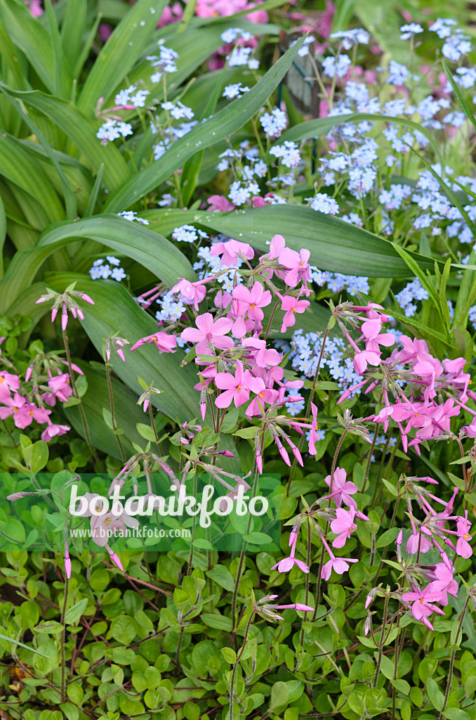 520169 - Kriechender Phlox (Phlox stolonifera 'Violet Velvet') und Kaukasus-Vergissmeinnicht (Brunnera macrophylla syn. Myosotis macrophylla)