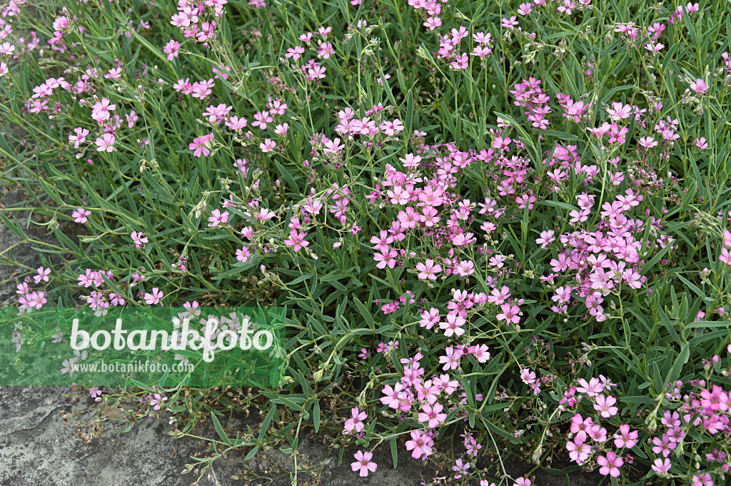 511093 - Kriechendes Schleierkraut (Gypsophila repens 'Pink Star')